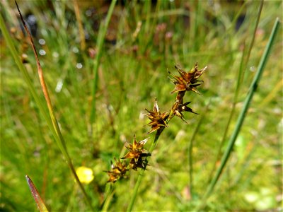 Carex echinata Murray, 1770
