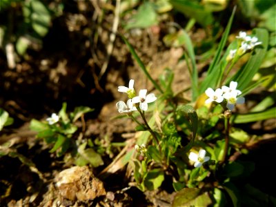 Microthlaspi perfoliatum (L.) F.K.Mey., 1973