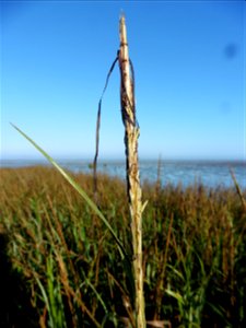 Spartina maritima (Curtis) Fernald, 1916