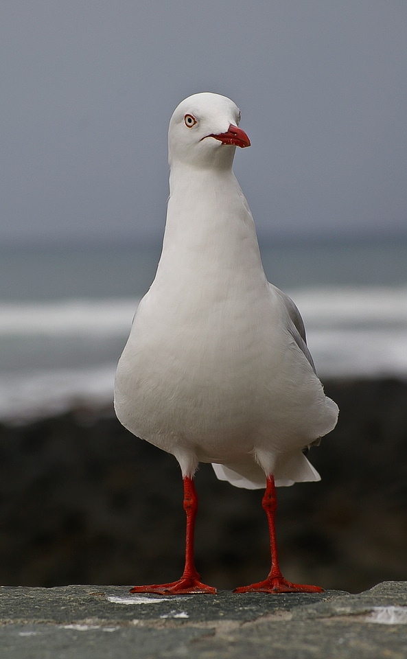Perched white red feet