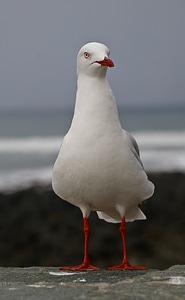 Perched white red feet photo