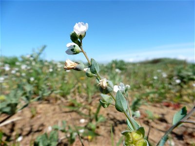 Omphalodes littoralis Lehm., 1818