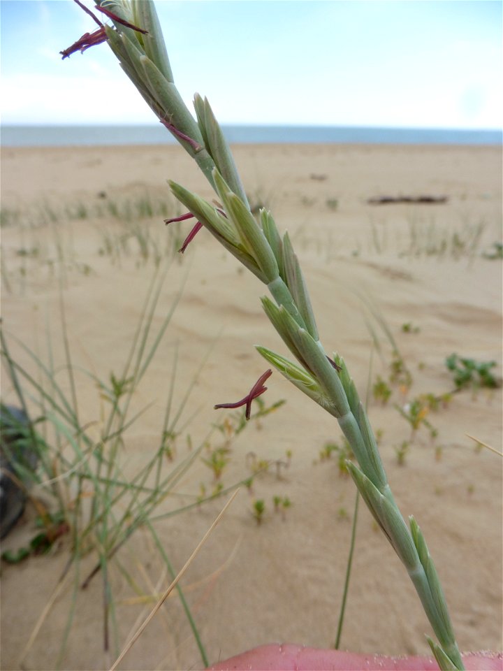 Elytrigia juncea subsp. boreoatlantica (Simonet & Guin.) Hyl., 1953