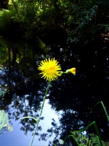 Sonchus arvensis L., 1753