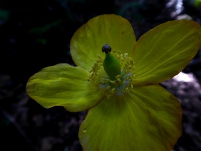 Papaver cambricum L., 1753