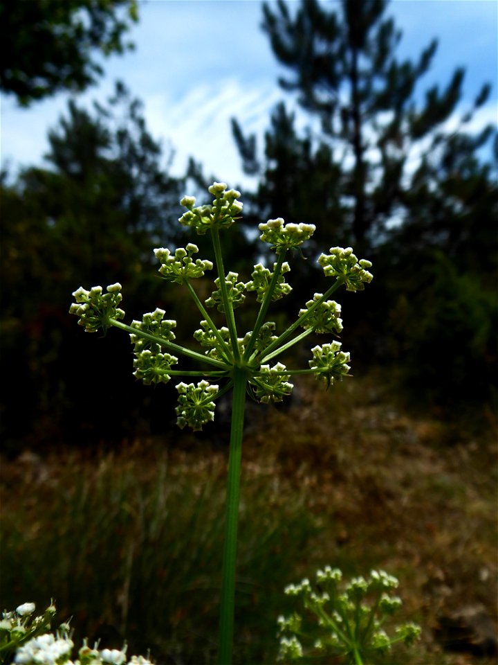 Oreoselinum nigrum Delarbre, 1800