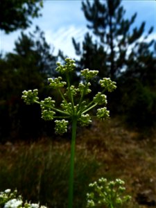 Oreoselinum nigrum Delarbre, 1800