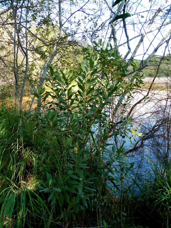 Myrica gale L., 1753