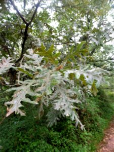 Quercus pyrenaica Willd., 1805