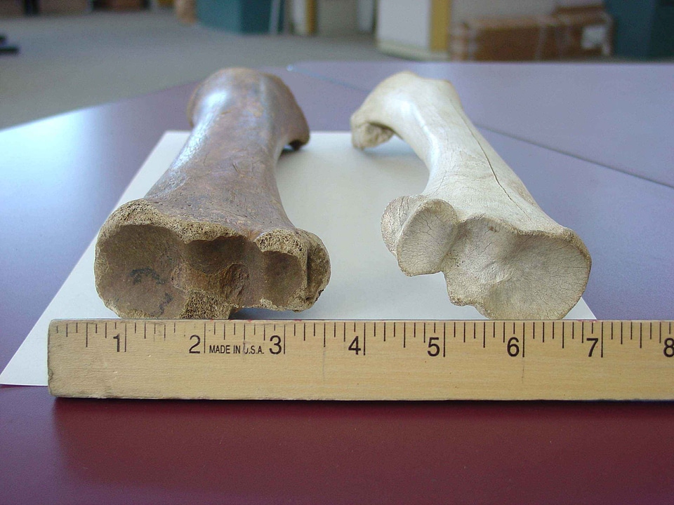 Bone bovine measurement
