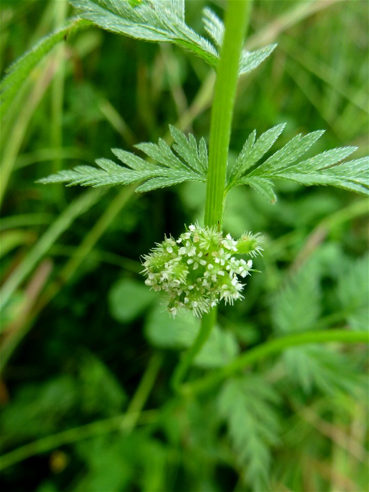 Torilis nodosa (L.) Gaertn., 1788