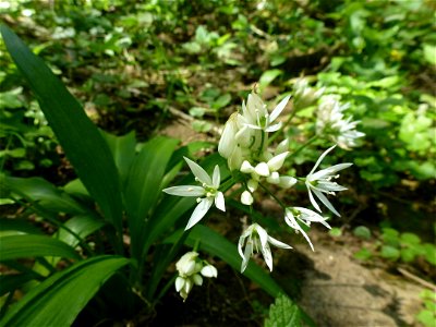 Allium ursinum L., 1753