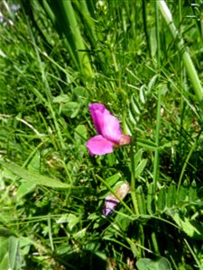 Vicia pyrenaica Pourr., 1788