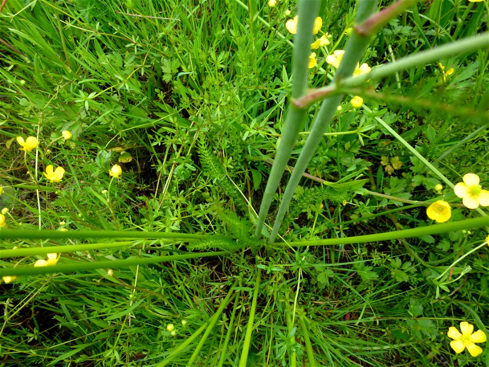 Trocdaris verticillatum (L.) Raf., 1840