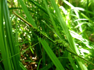 Carex mairei Coss. & Germ., 1840