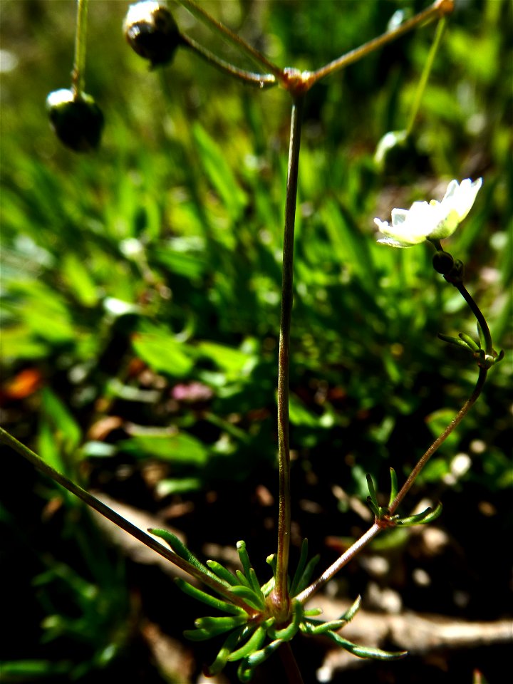 Spergula morisonii Boreau, 1847