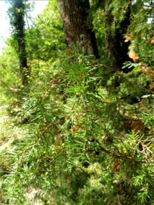 Juniperus communis L., 1753