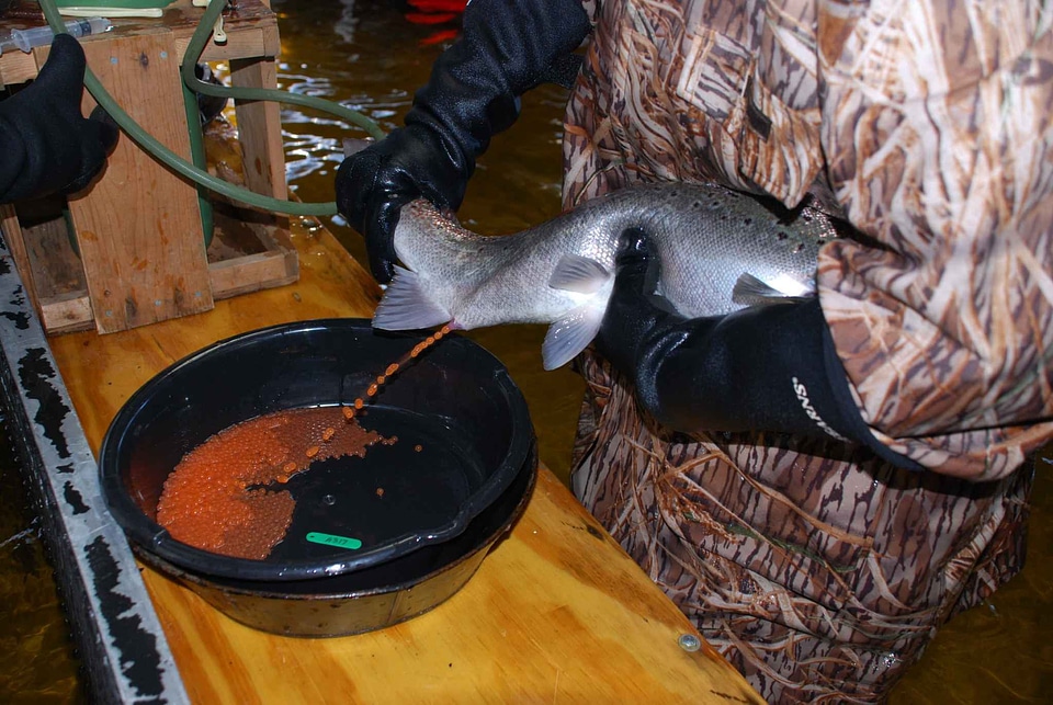 Leading method salmon