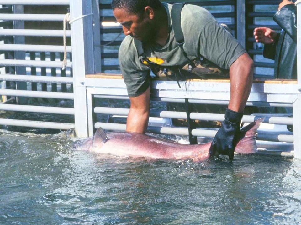 Aquatic fish Oncorhynchus tshawytscha