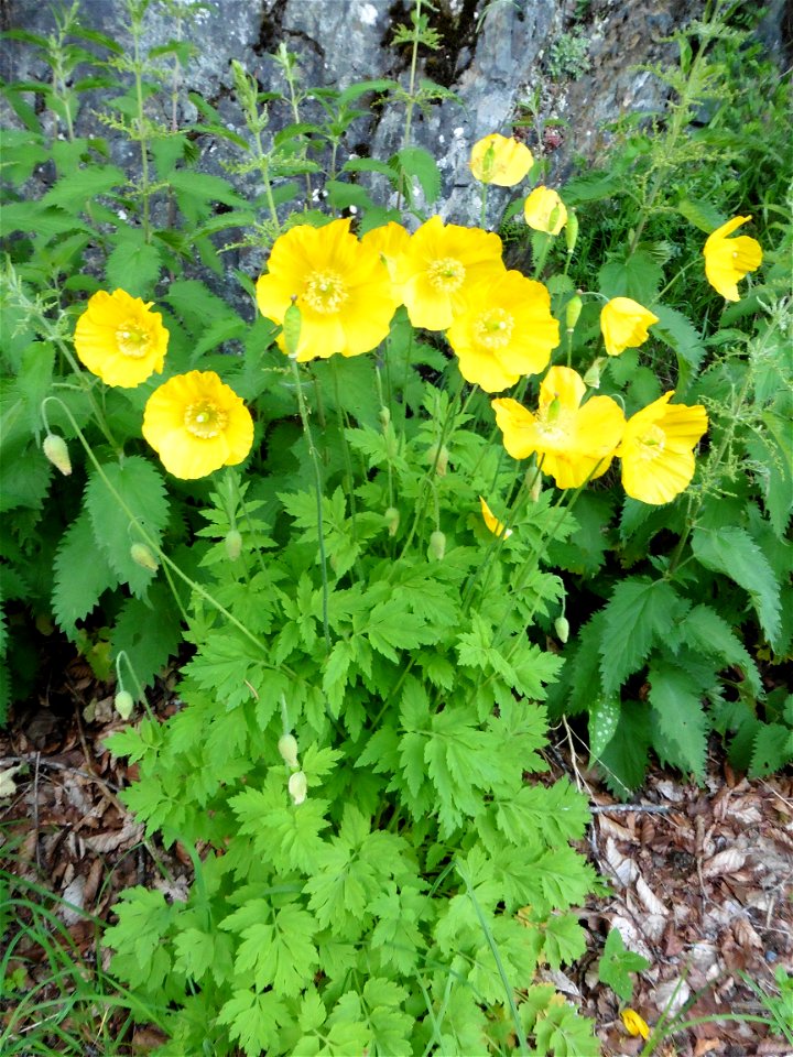 Papaver cambricum L., 1753