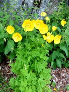 Papaver cambricum L., 1753