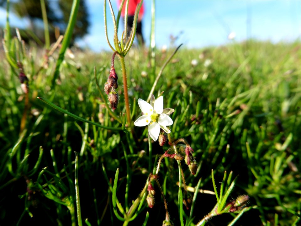 Spergula arvensis L., 1753
