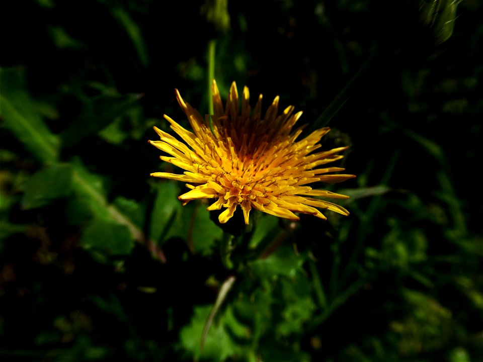 Sonchus oleraceus L., 1753