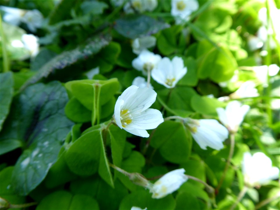 Oxalis acetosella L., 1753