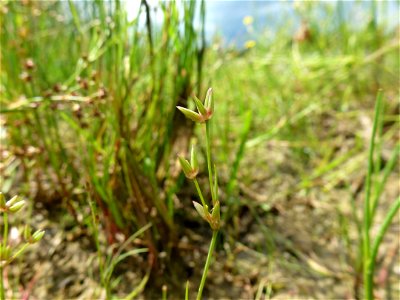 Juncus pygmaeus Rich. ex Thuill., 1799