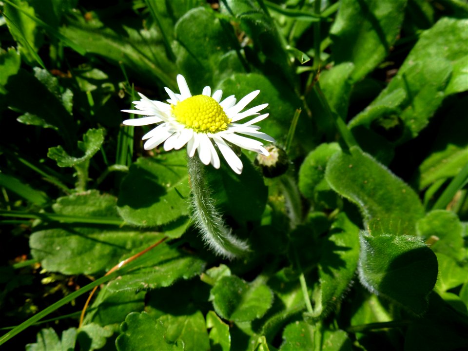 Bellis perennis L., 1753