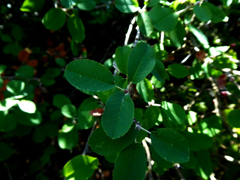 Amelanchier ovalis Medik., 1793