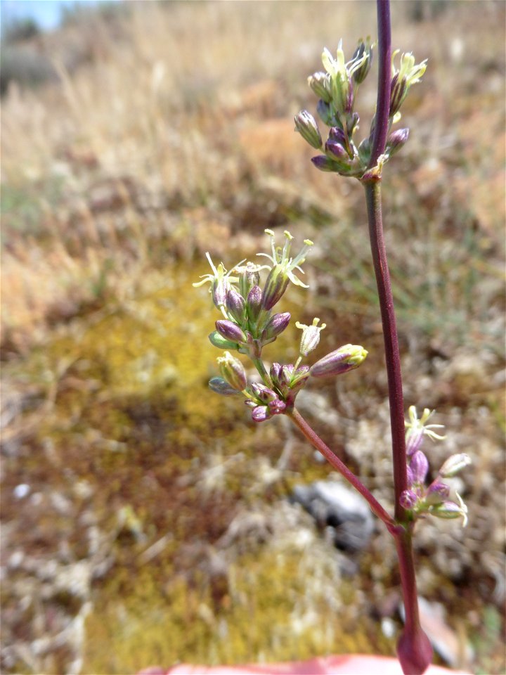 Silene otites (L.) Wibel, 1799