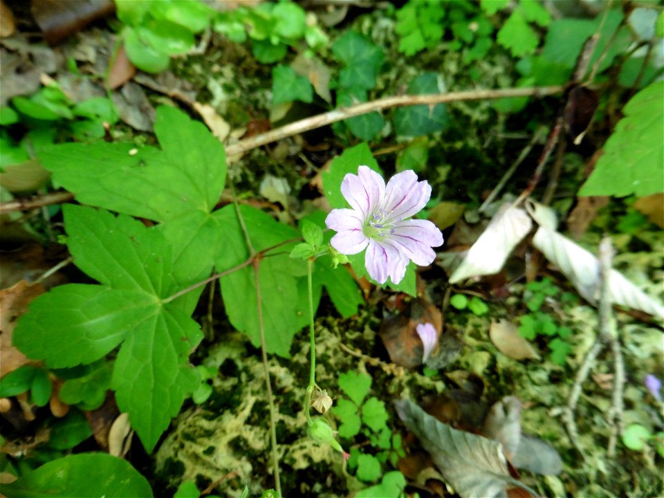 Geranium nodosum L., 1753