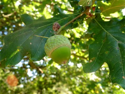 Quercus robur L., 1753