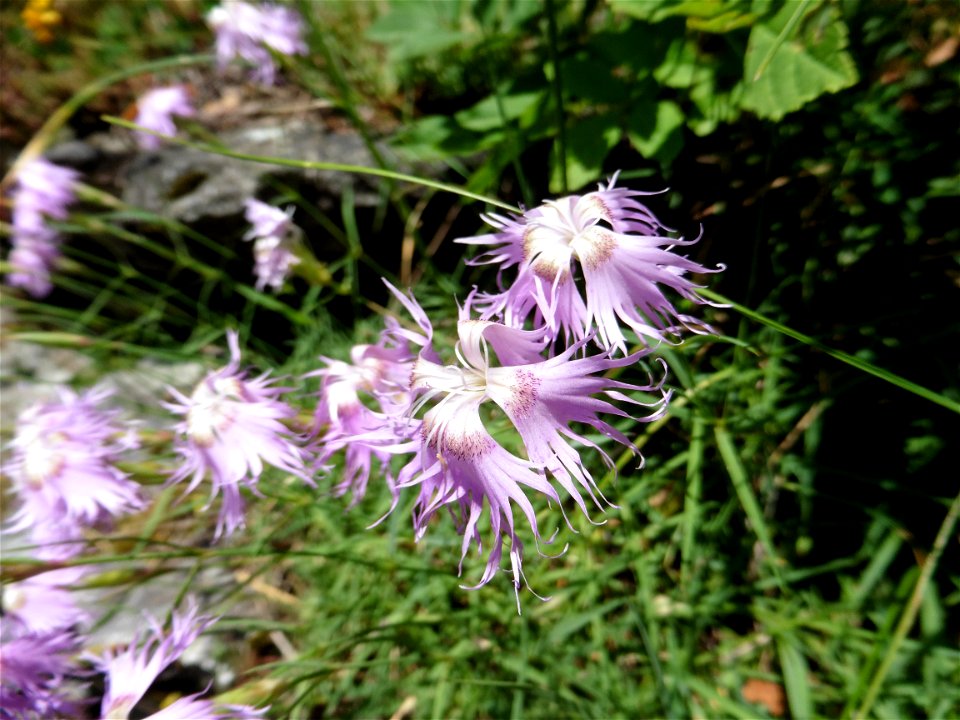 Dianthus hyssopifolius L., 1755