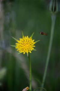 Tragopogon pratensis L., 1753 photo