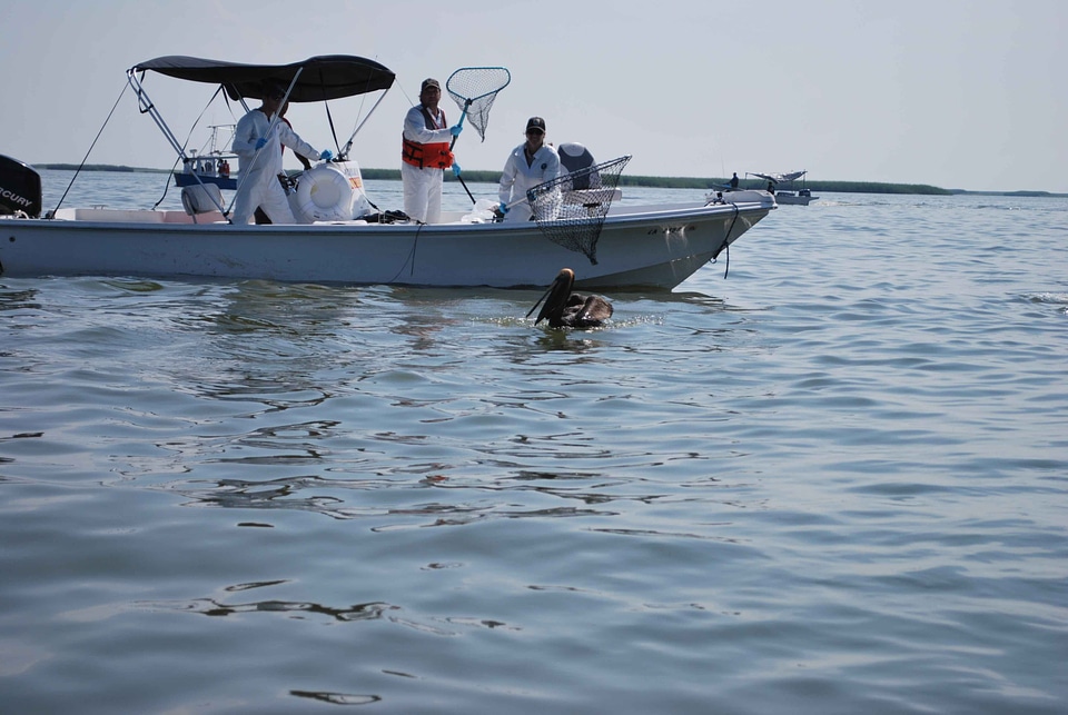 Oil pelican rescue