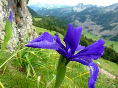 Iris latifolia (Mill.) Voss, 1895