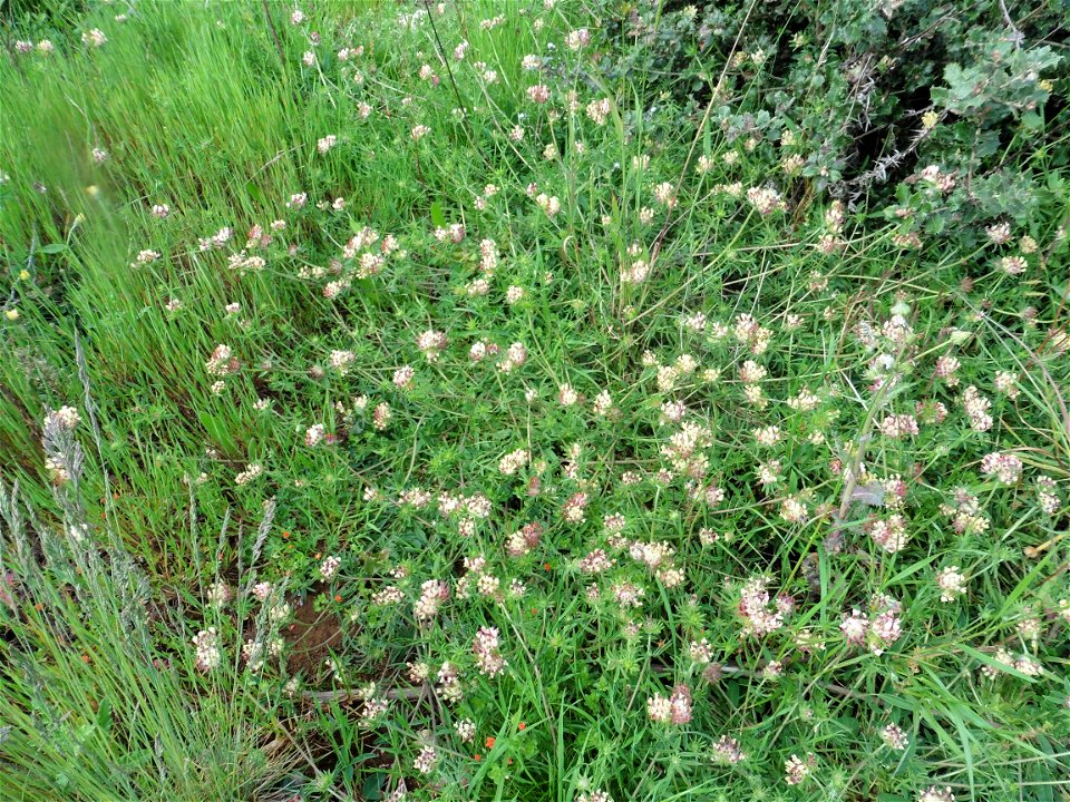 Anthyllis vulneraria L., 1753