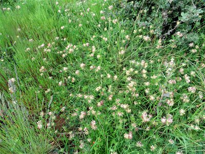 Anthyllis vulneraria L., 1753