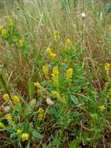 Melilotus indicus (L.) All., 1785