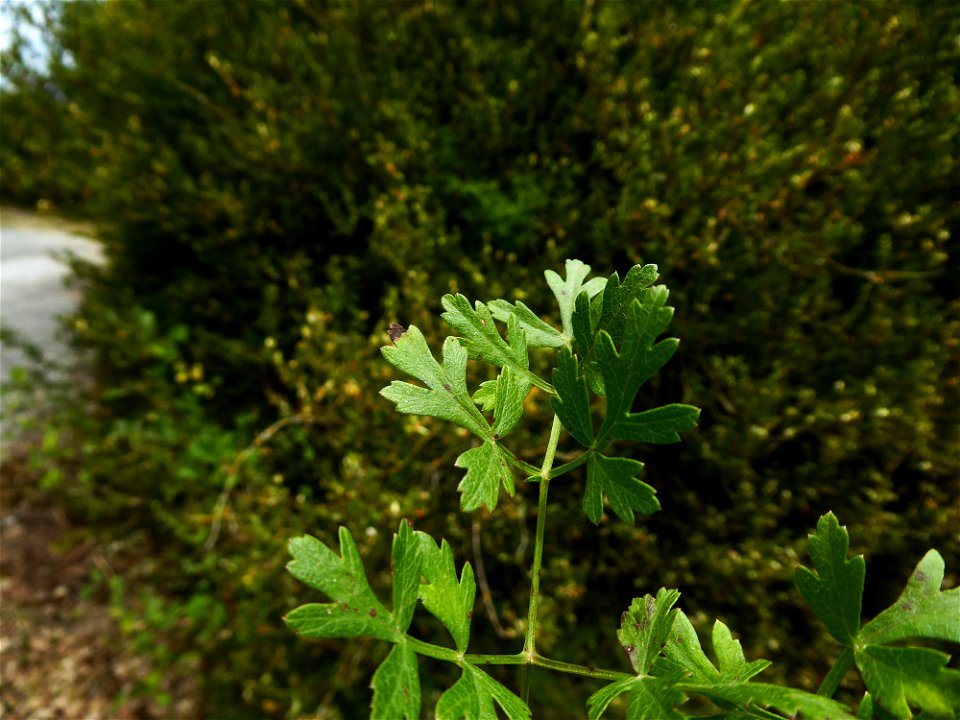 Oreoselinum nigrum Delarbre, 1800