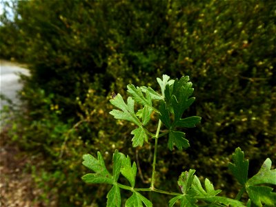 Oreoselinum nigrum Delarbre, 1800