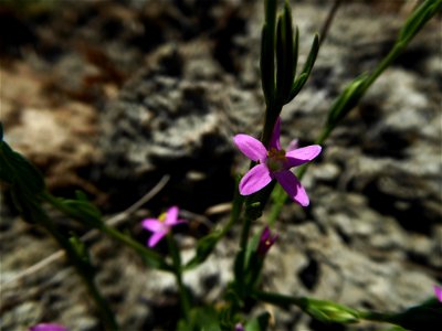 Schenkia spicata (L.) G.Mans., 2004