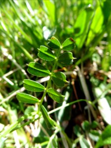 Vicia pyrenaica Pourr., 1788