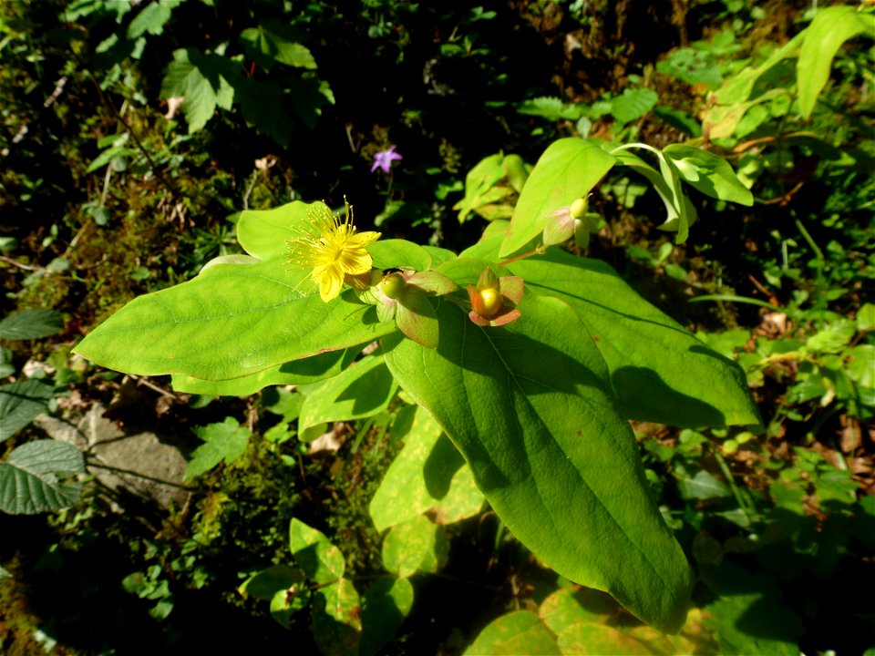 Hypericum androsaemum L., 1753