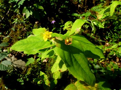 Hypericum androsaemum L., 1753
