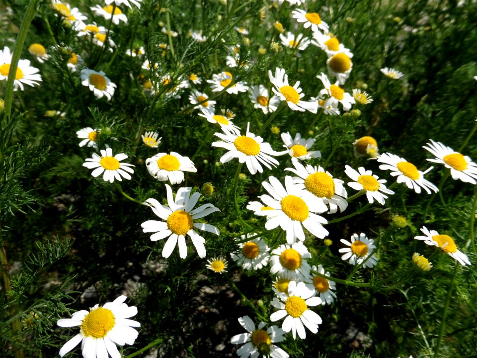 Tripleurospermum inodorum (L.) Sch.Bip., 1844
