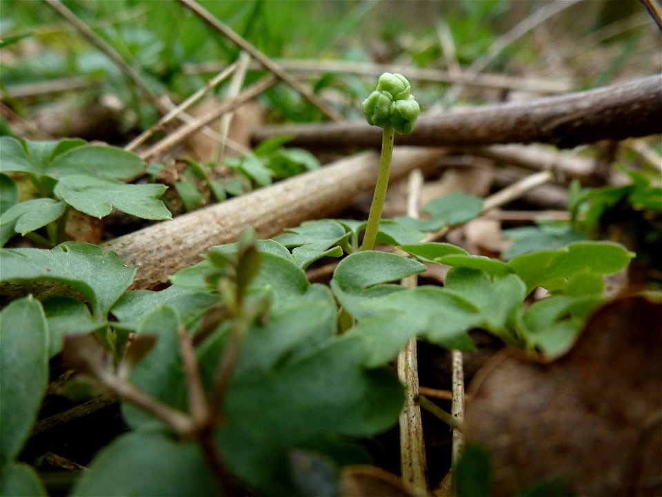 Adoxa moschatellina L., 1753