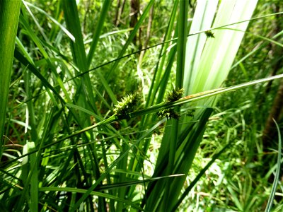 Carex mairei Coss. & Germ., 1840